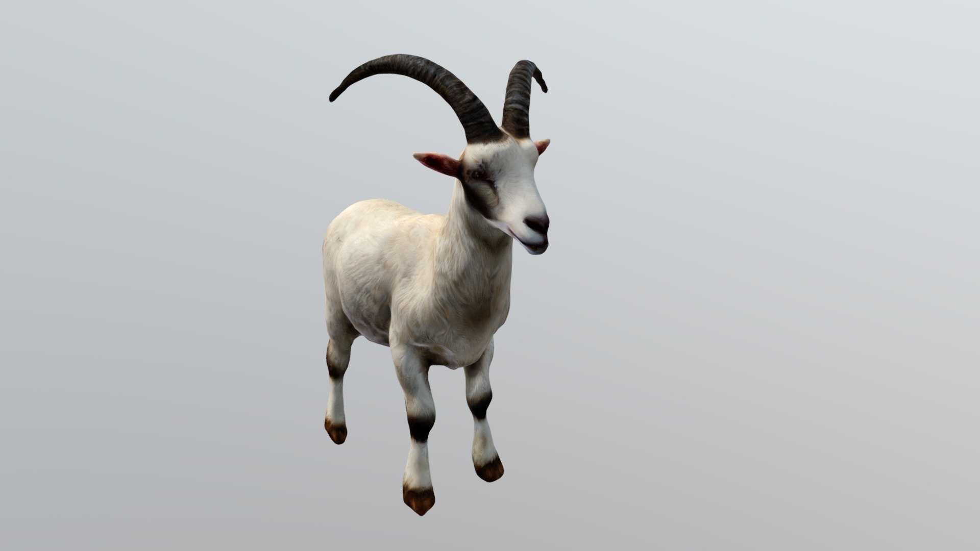 Goat 3d model