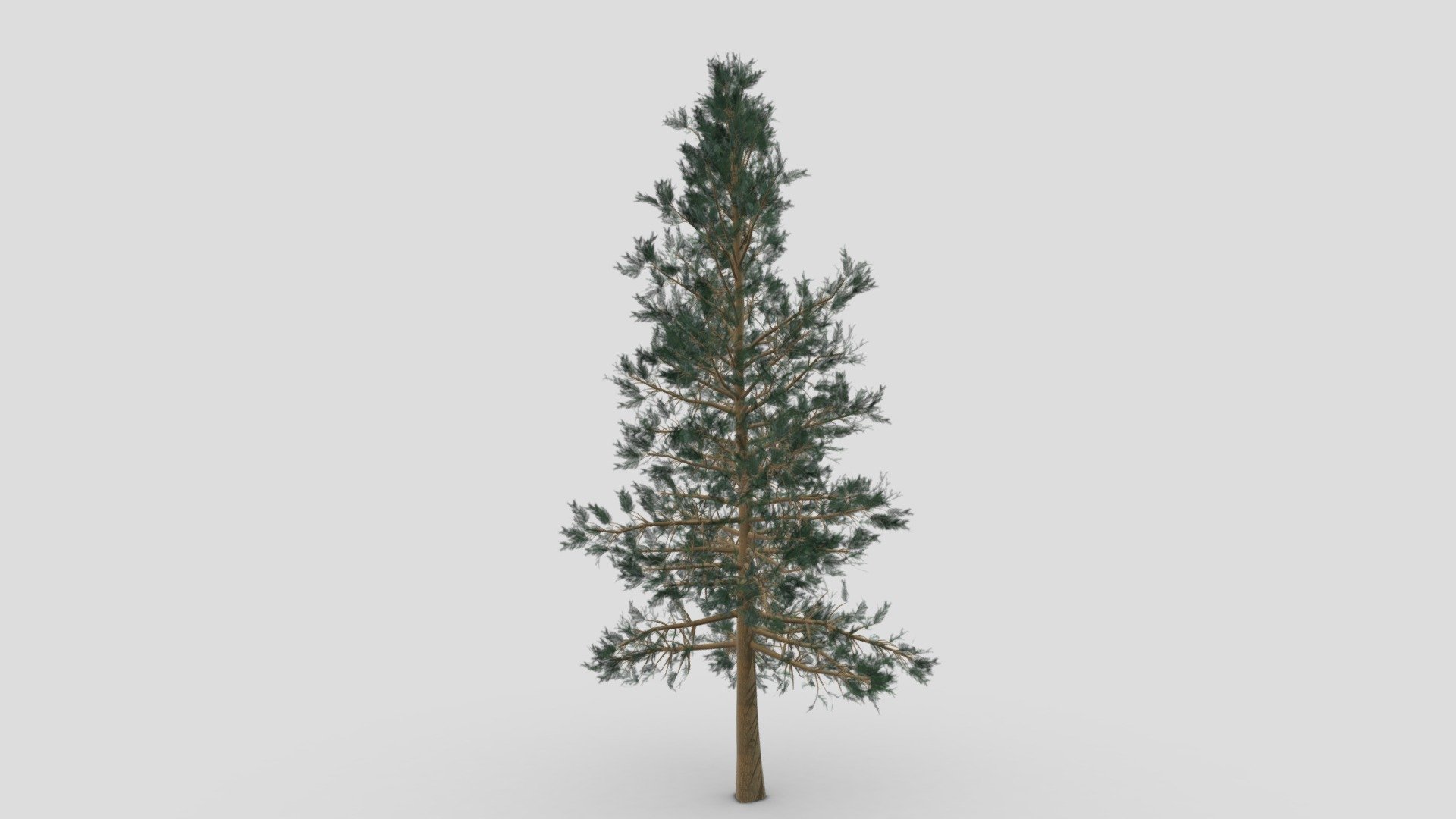 Pine Tree- 01 3d model