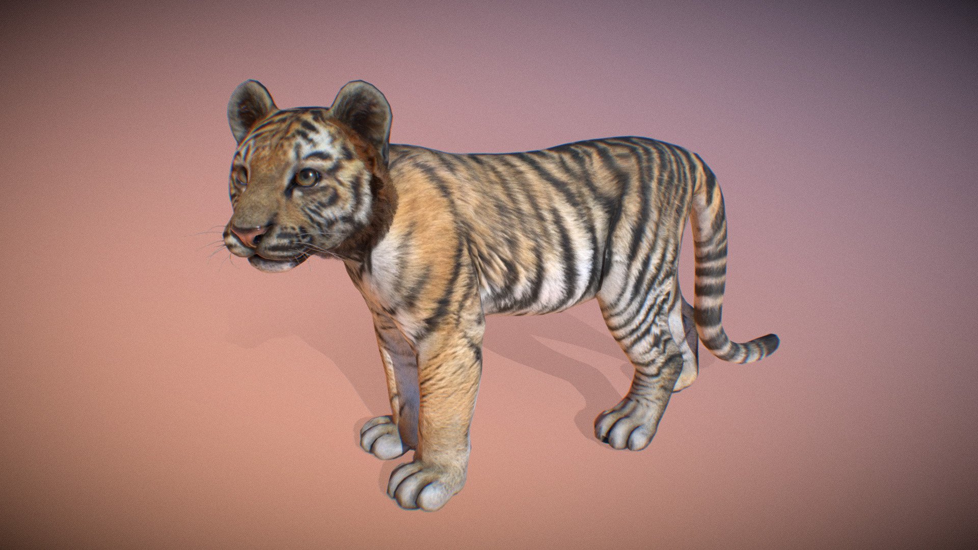 Animalia 3d model