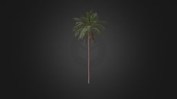 Date Palm