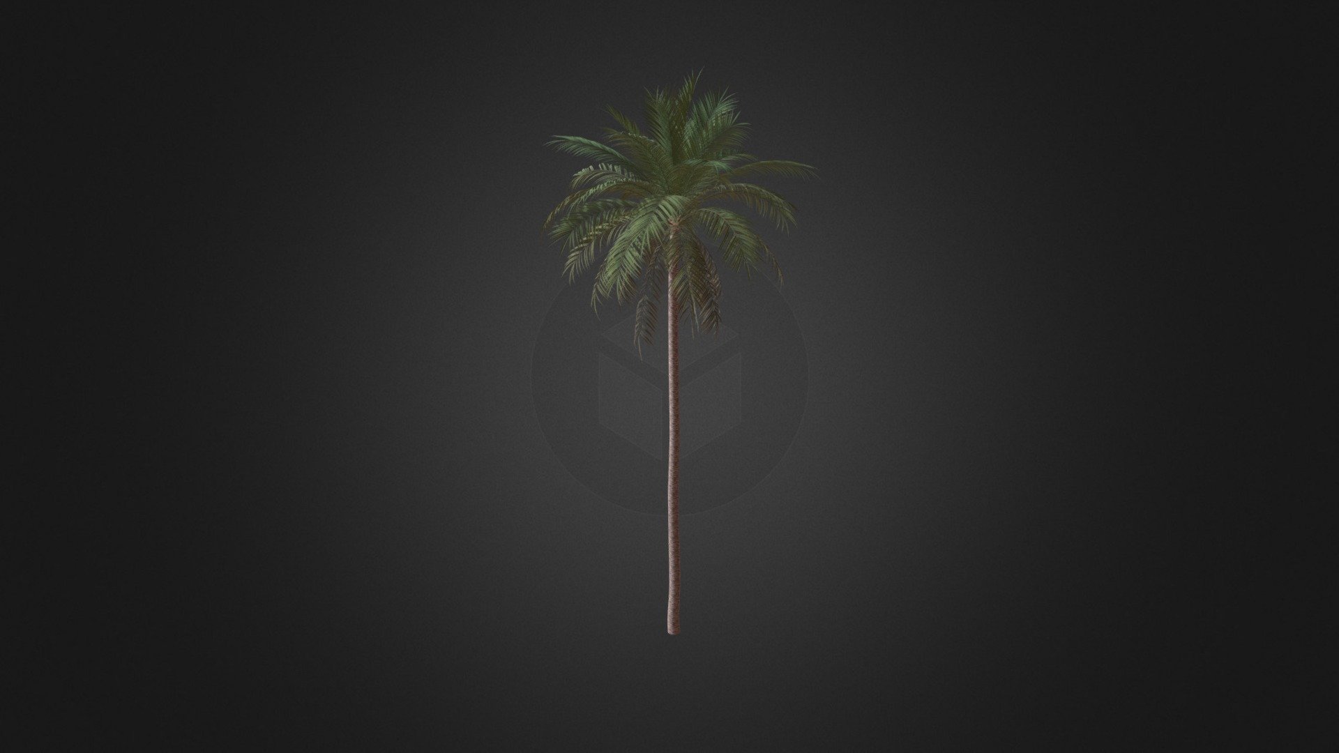 Date Palm 3d model