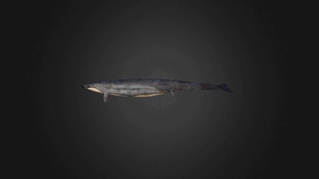 Basilosaurus 3d model