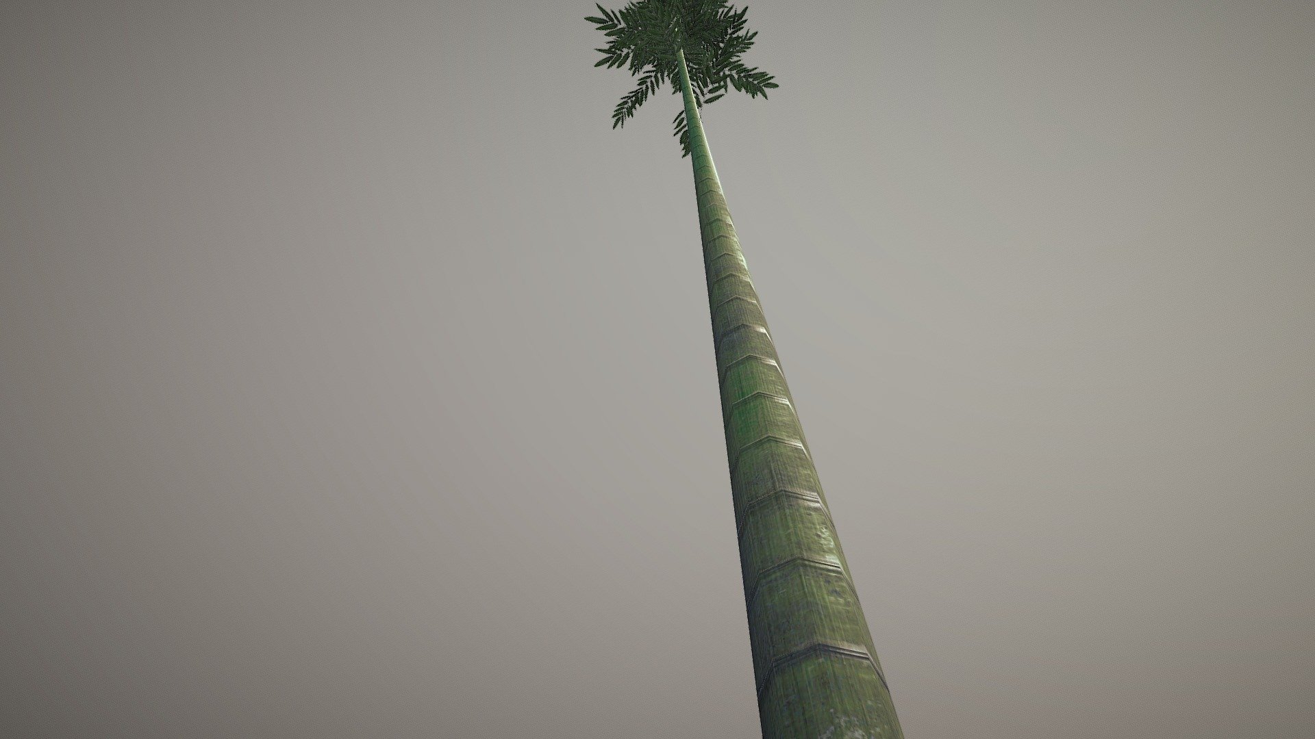 Bamboo tree 3d model