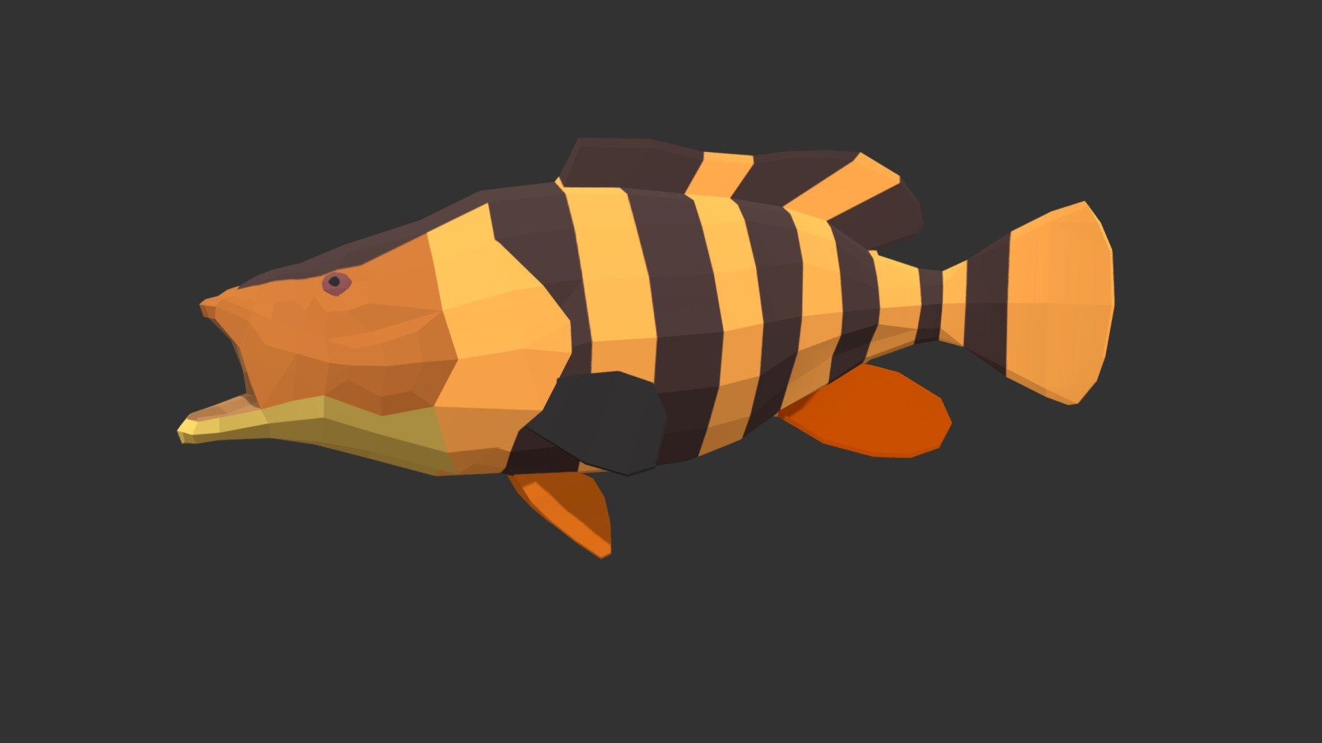 Goliath Grouper 3d model