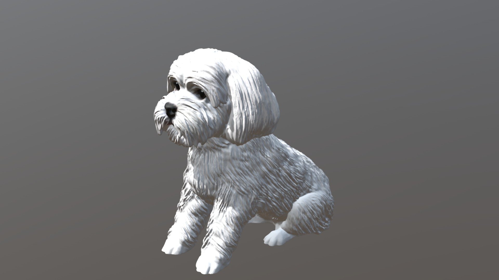 1908005- Teddy- Maltese 3d model