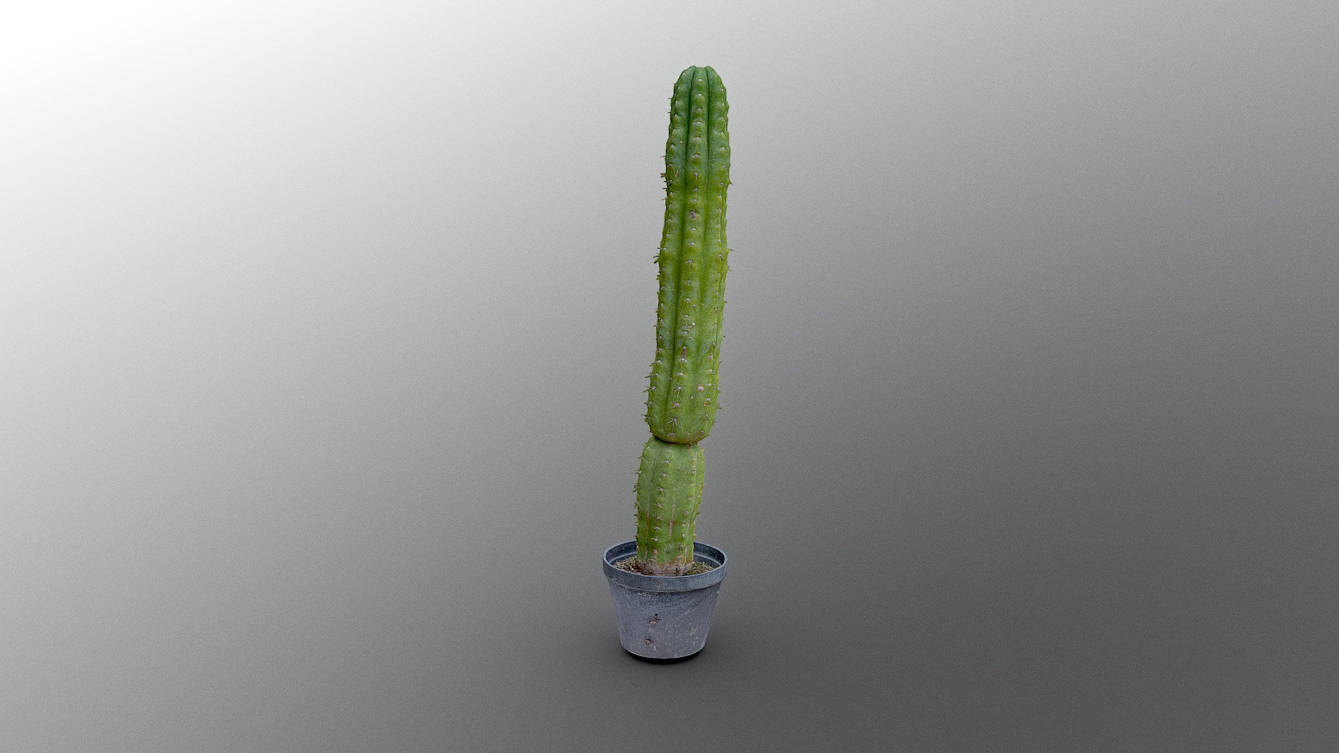 Tall Cactus in plastic pot 3d model