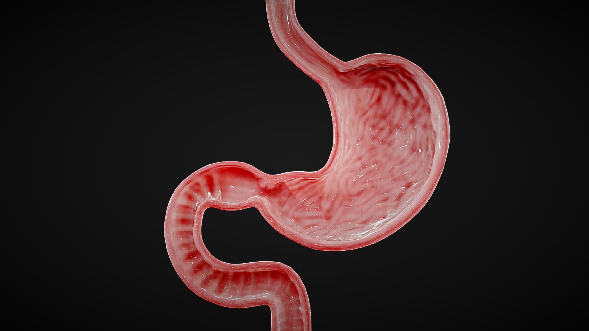 Stomach Cross Section Anatomy 3d model