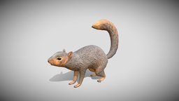 Medhue Squirrel