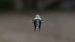 Buffalo Low Poly