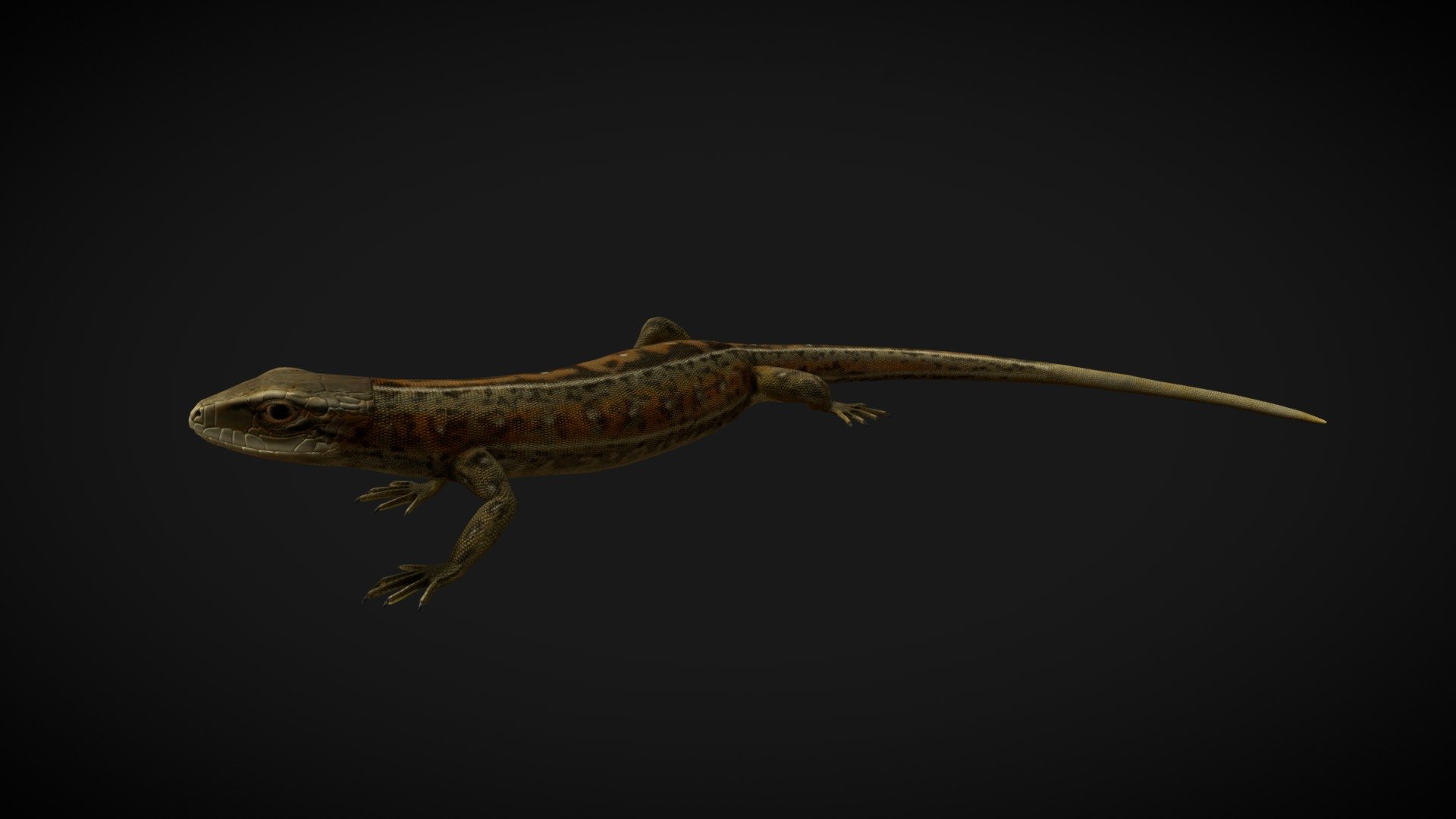 Lizard Lacerta Vivipara 3d model