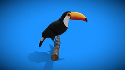 Toucan