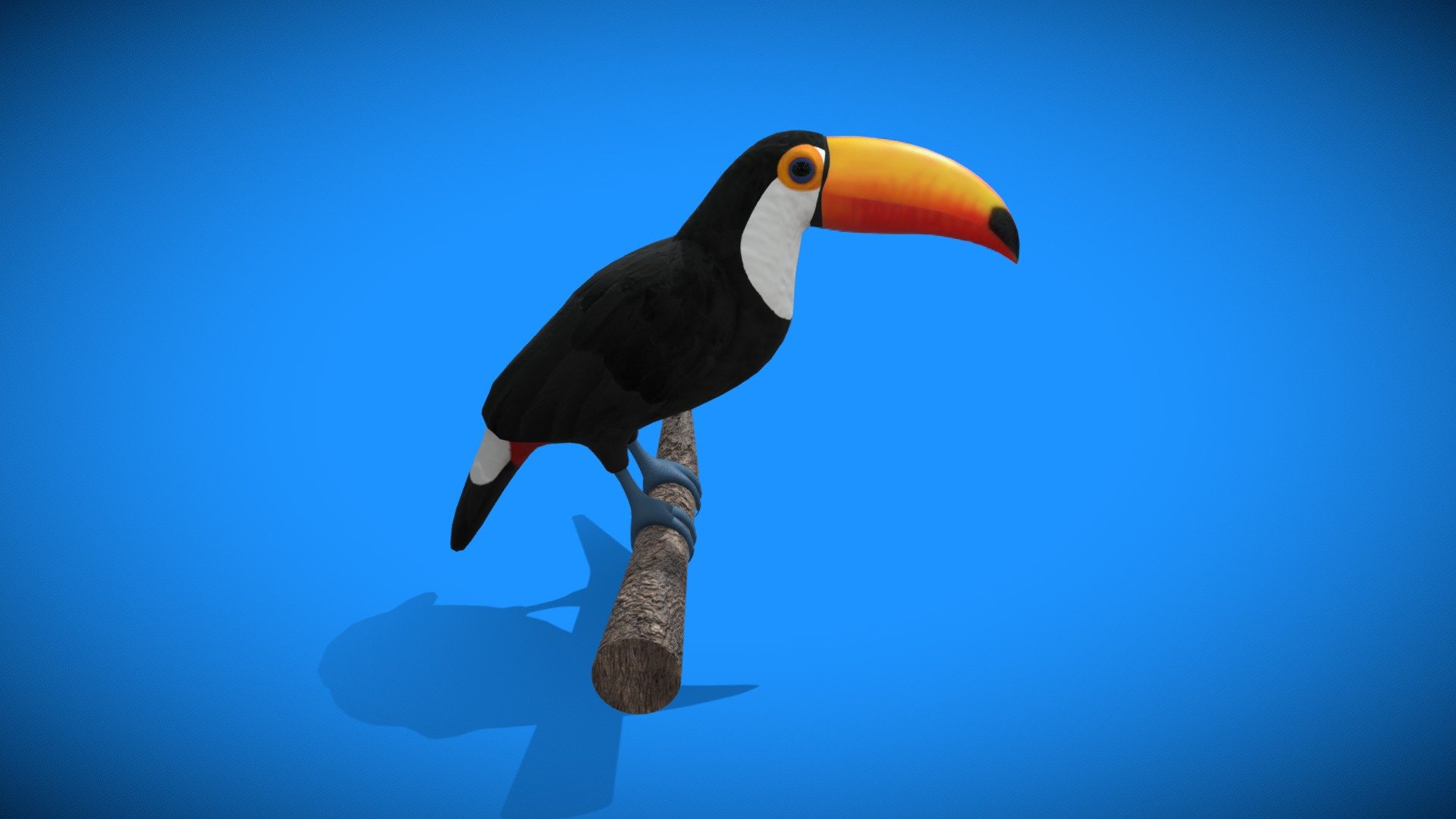 Toucan 3d model