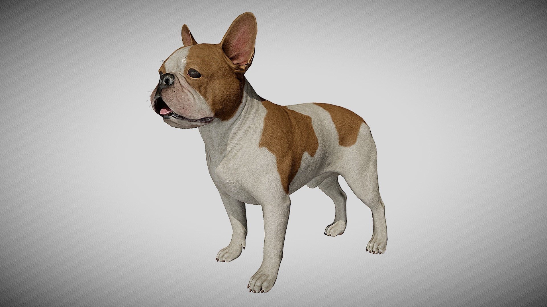 French Bulldog 3d model