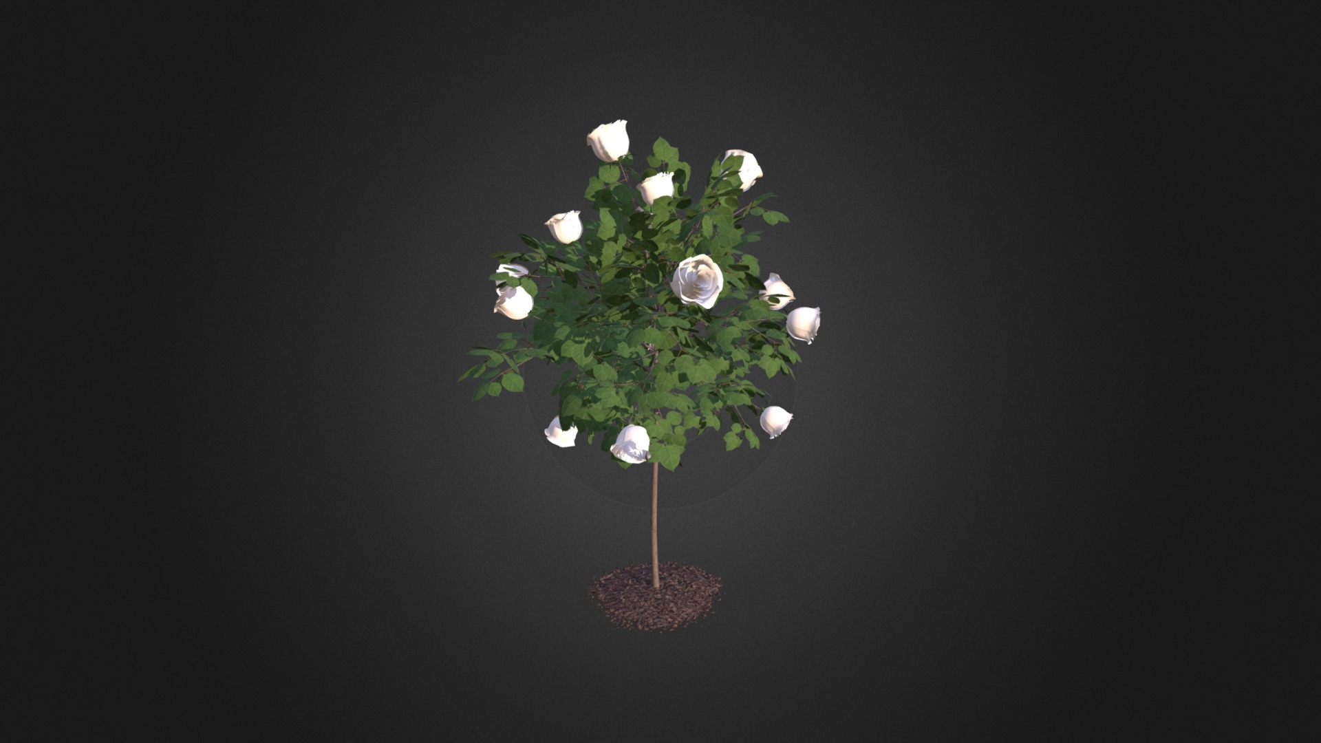 White Rose Tree 3d model