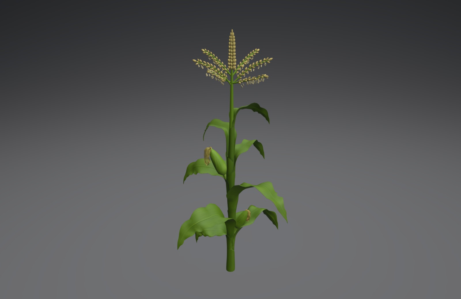 Corn plant 3d model