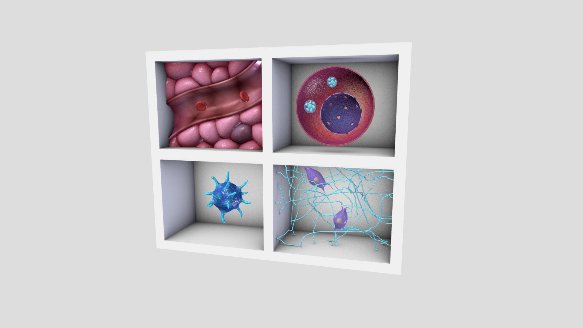 Multiple Mechanisms-of-Action of Corticosteroids 3d model