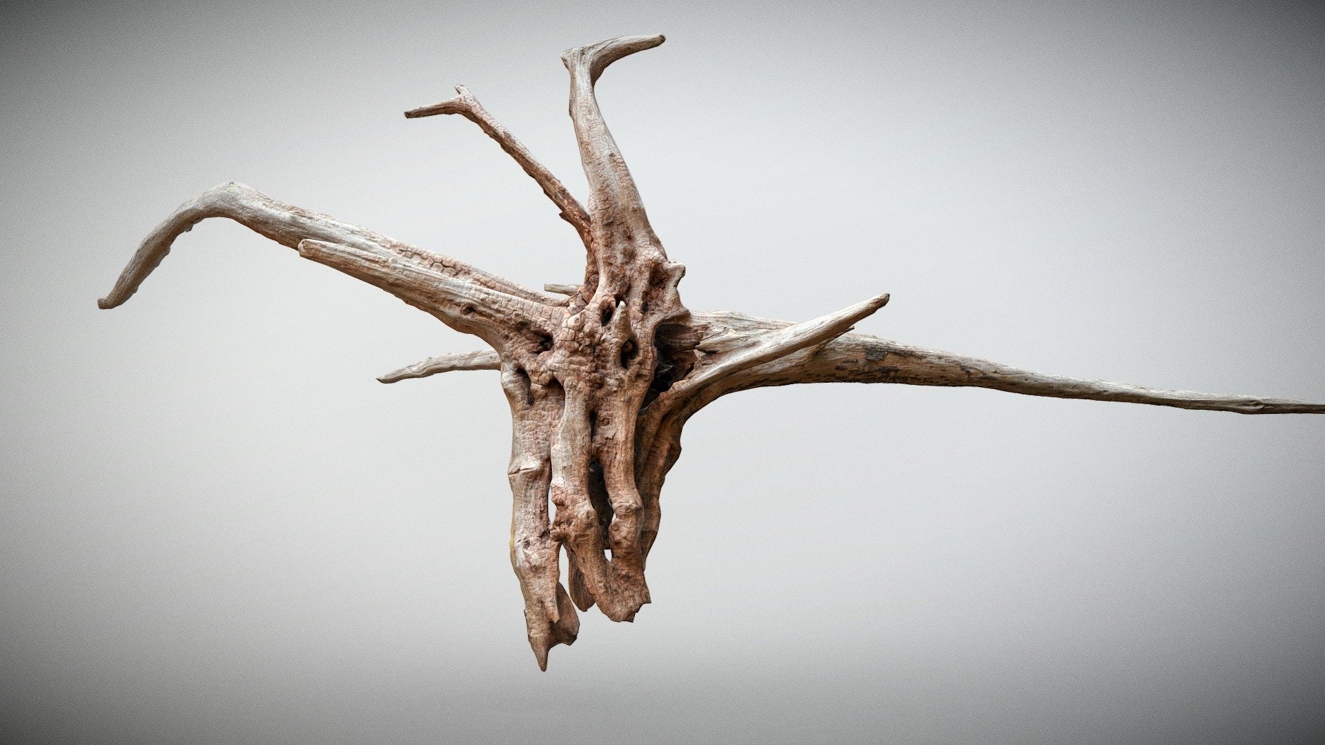 (Cursed scan) Wood Knot goat skull 3d model