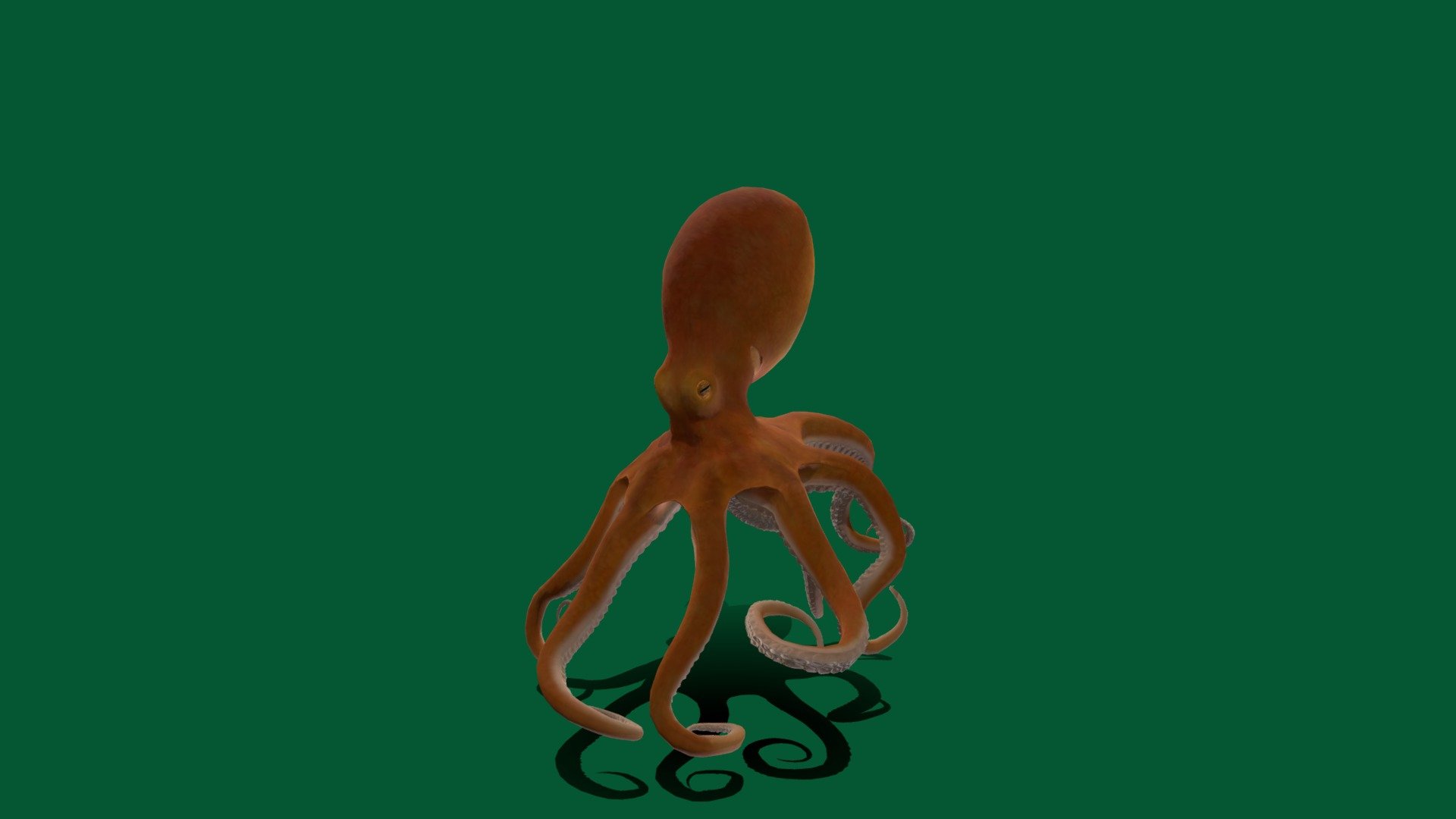 Octopus 3d model