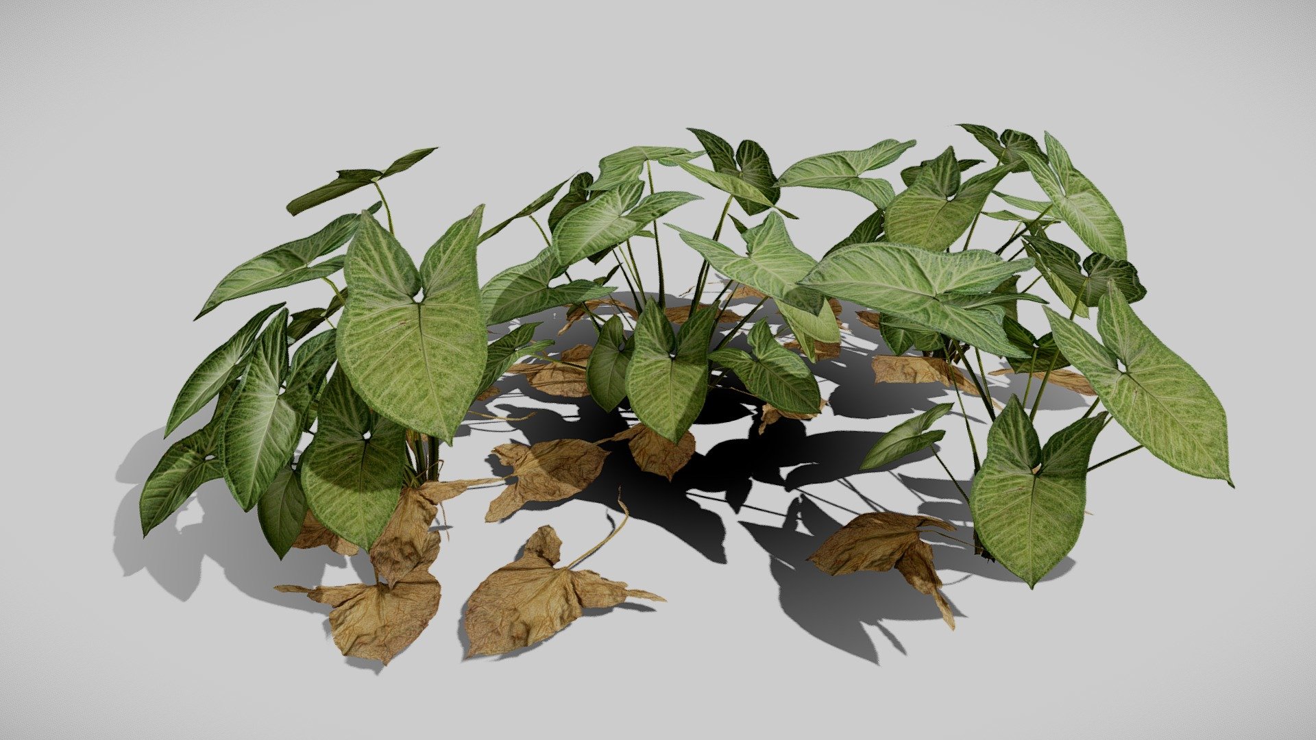 Arrowhead Plant 3d model