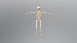 Human skeleton