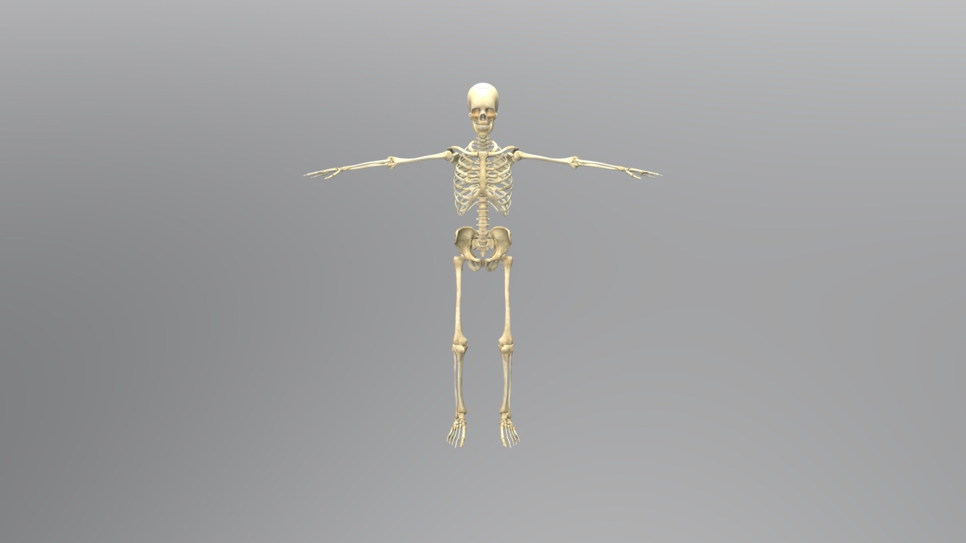 Human skeleton 3d model