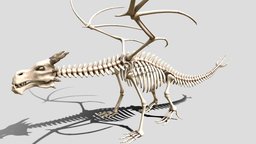 Dragon skeleton