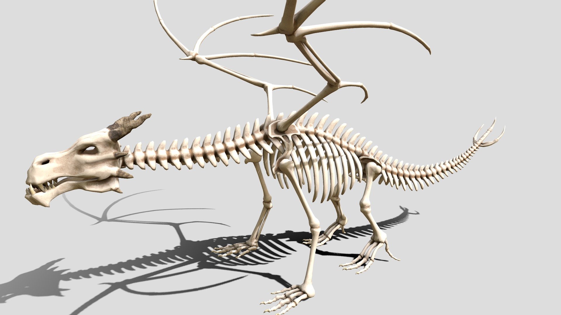 Dragon skeleton 3d model