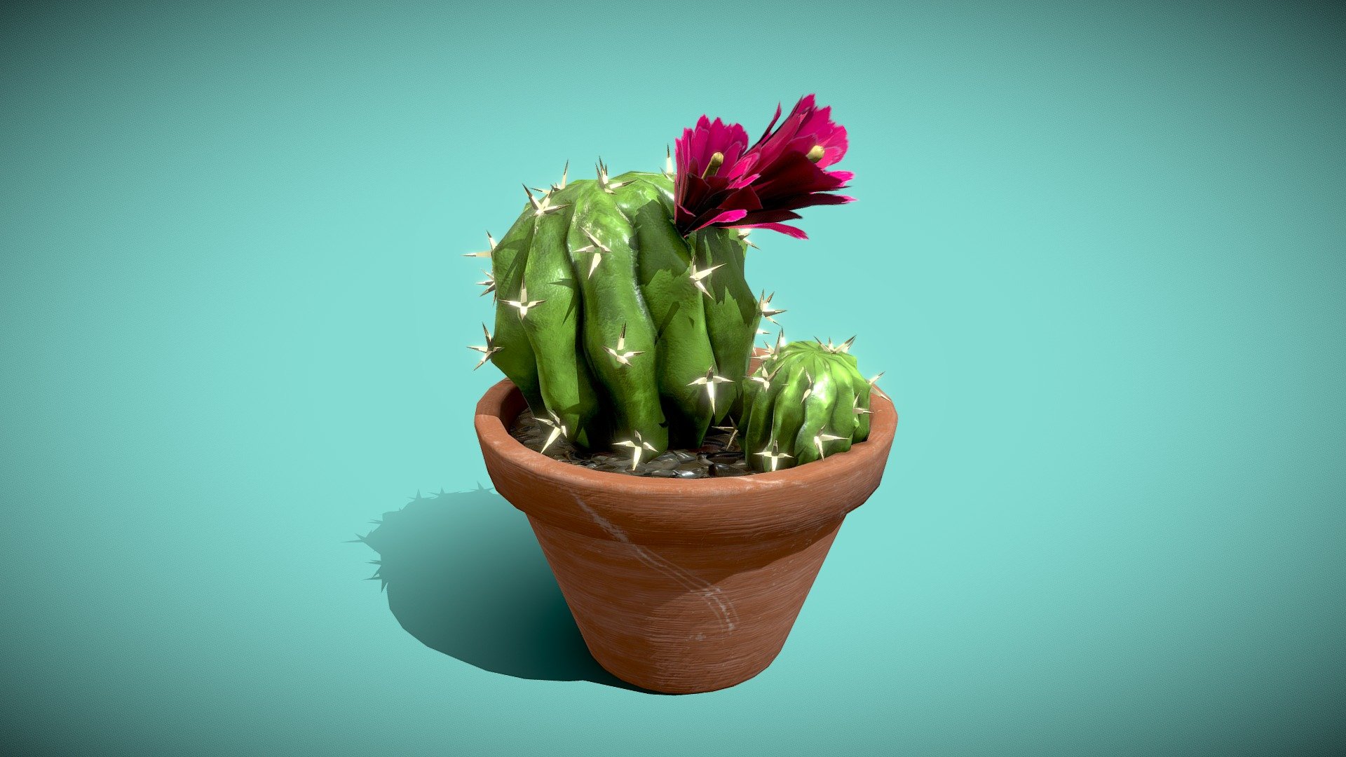 Cactus 3d model