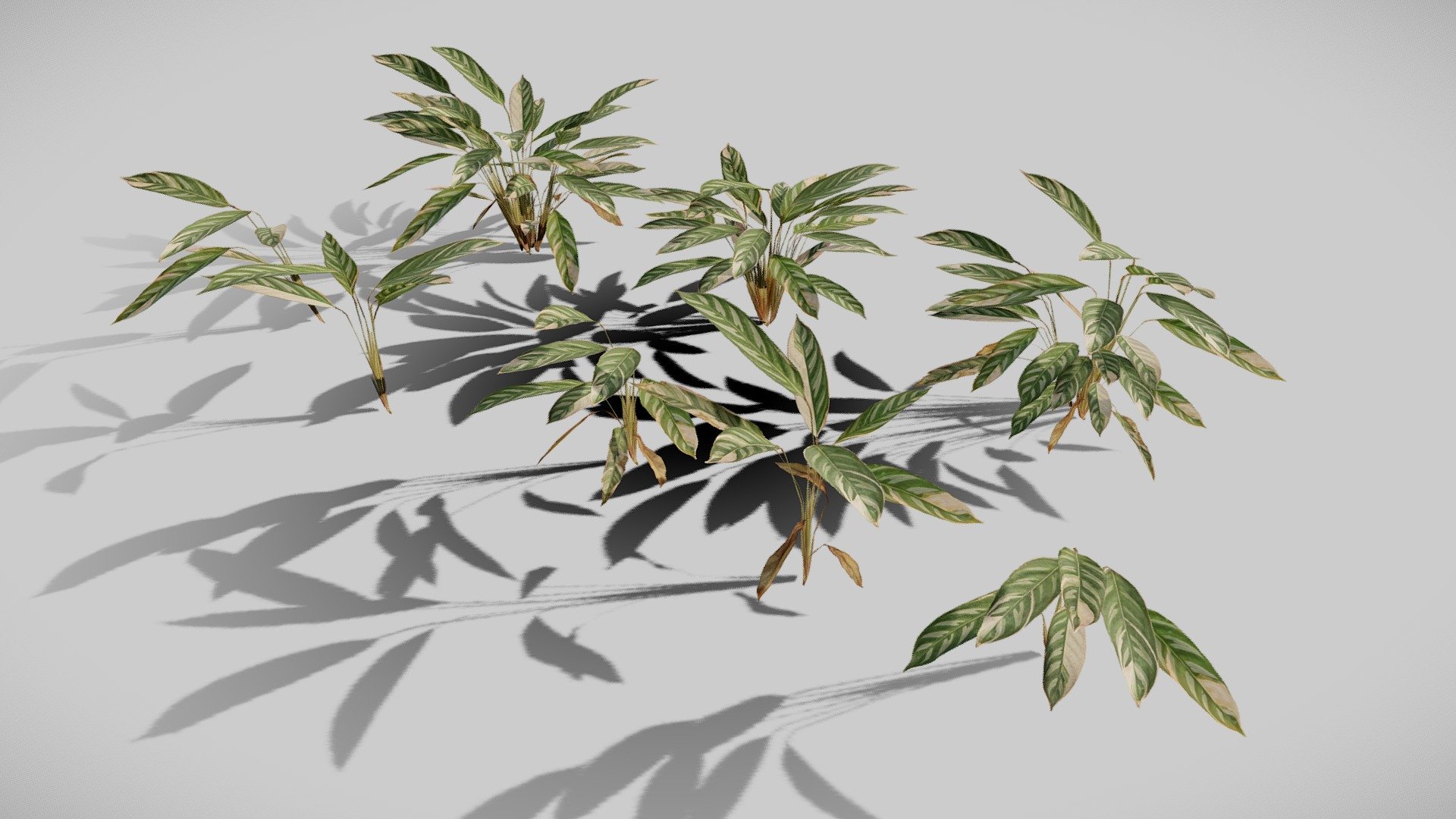 Alpinia Tricolor 3d model