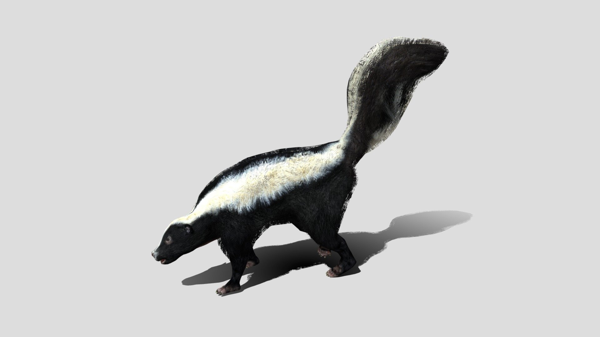 Skunk 3d model