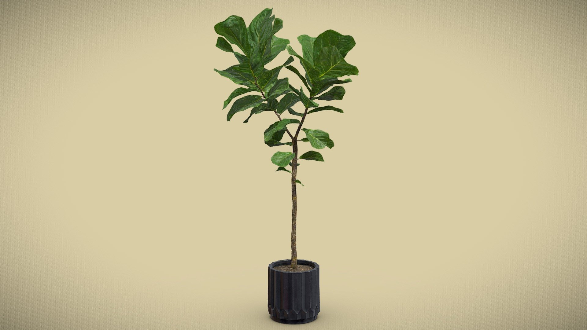 Ficus Lyrata Fiddle leaf 3d model