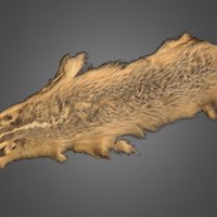 Badger Pelt