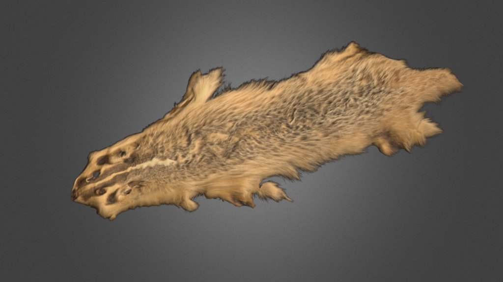 Badger Pelt 3d model