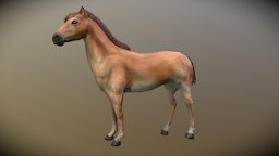 Horse