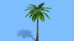 palm Tree