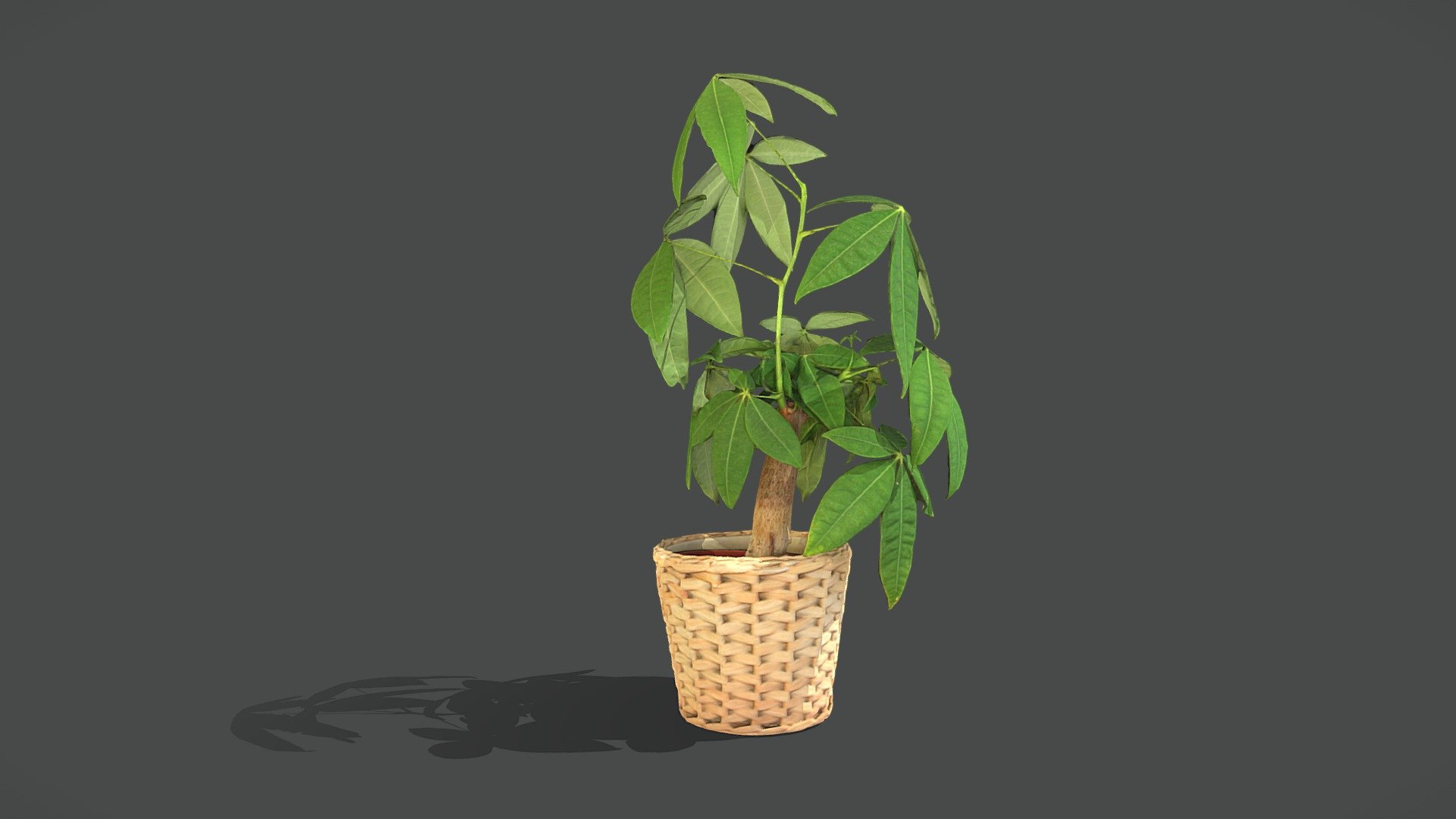 Money Tree 3d model