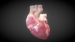 Human Heart