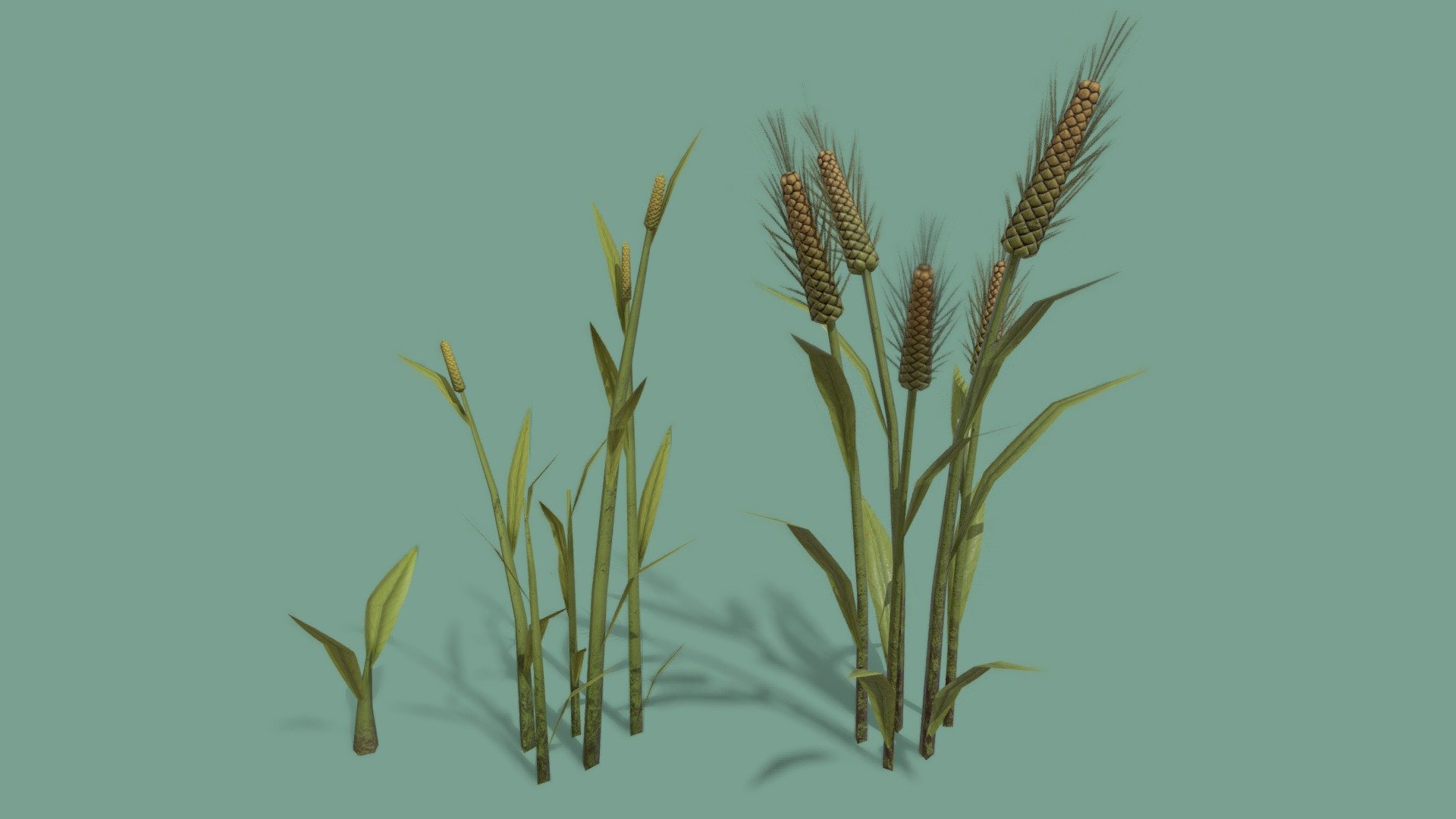 Wheat 3d model