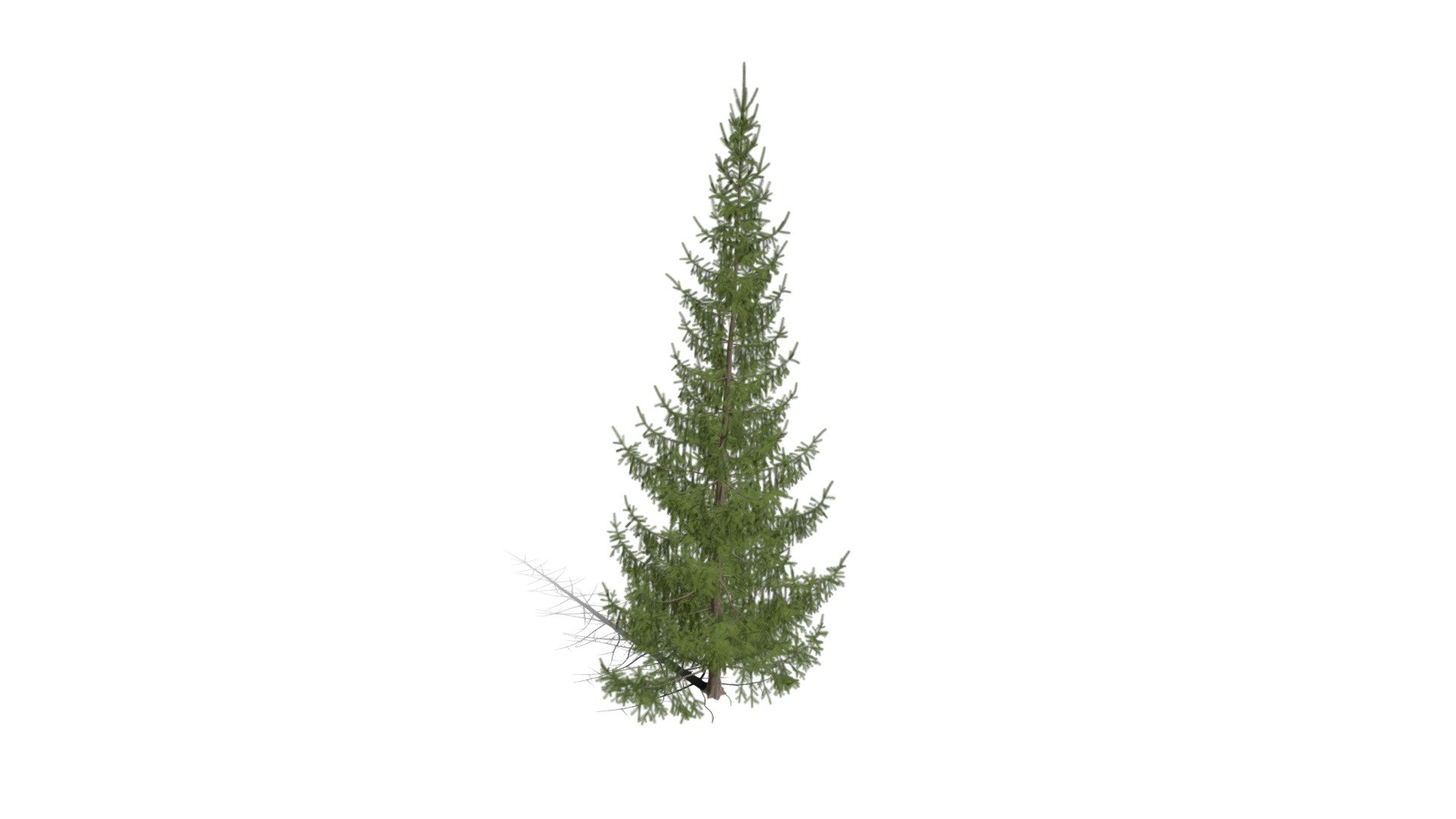 Realistic HD Norway spruce (13/43) 3d model