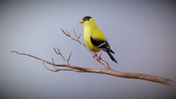 American Goldfinch_V2