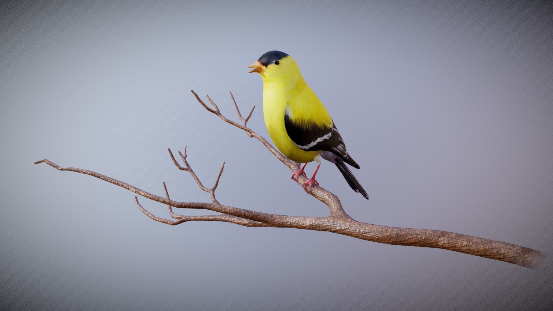 American Goldfinch_V2 3d model