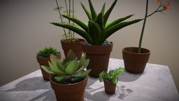 Succulent Plants Obj