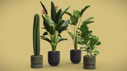 Indoor Plants Pack 47