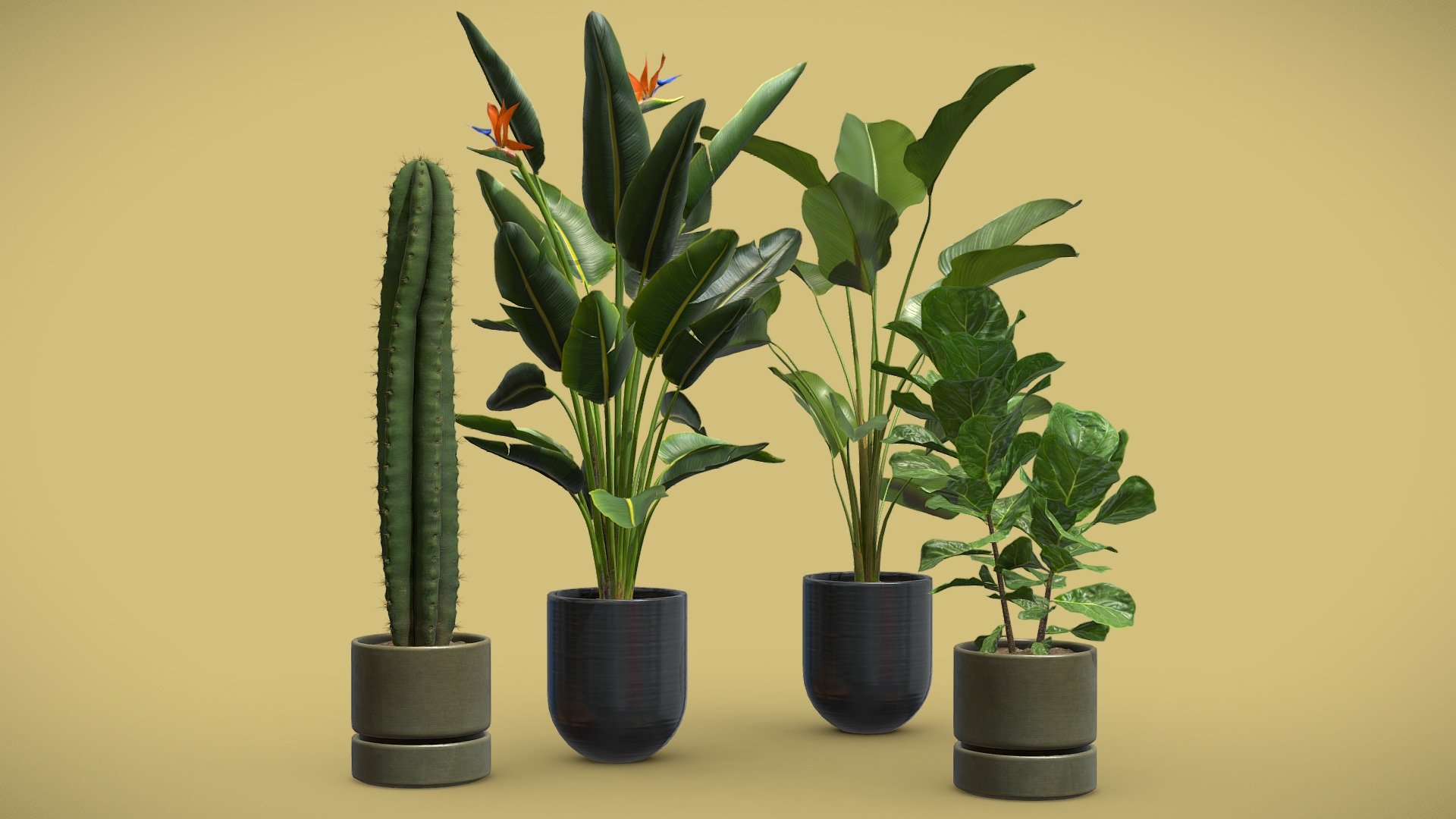 Indoor Plants Pack 47 3d model