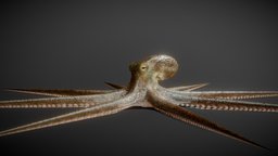 Octopus