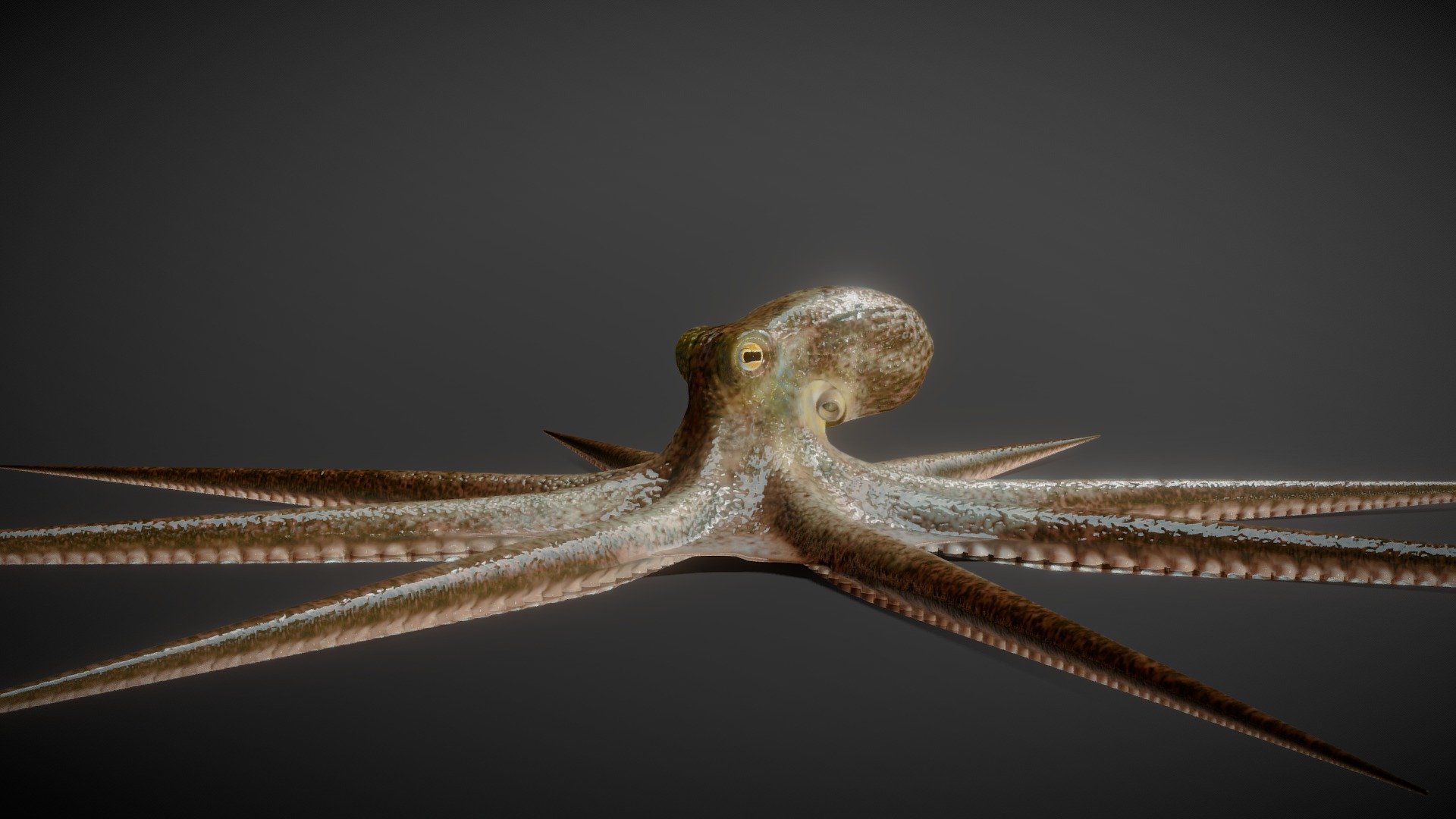 Octopus 3d model