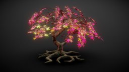 Japanese Maple Tree