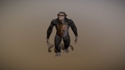 Chimpanzee study