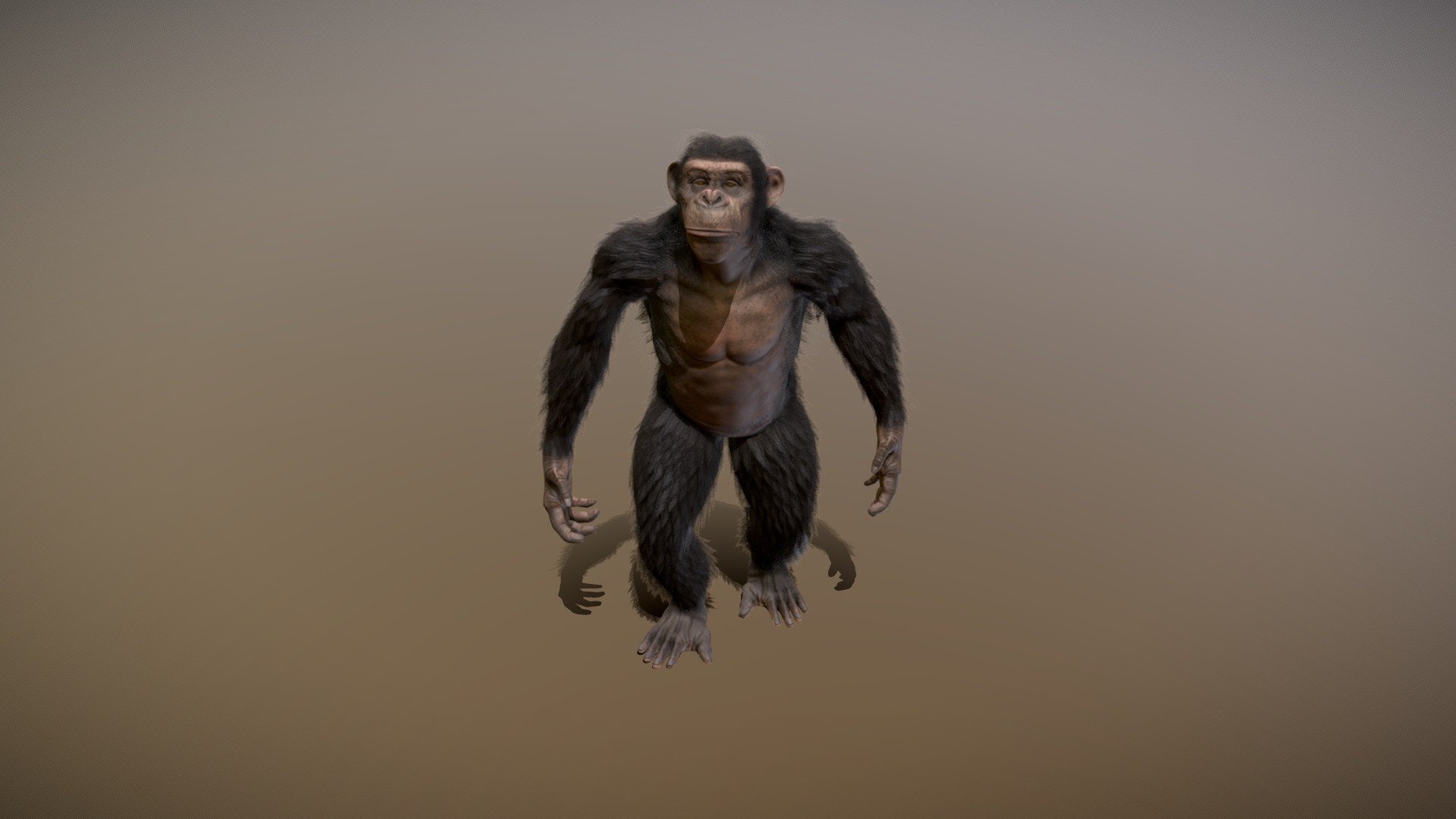 Chimpanzee study 3d model