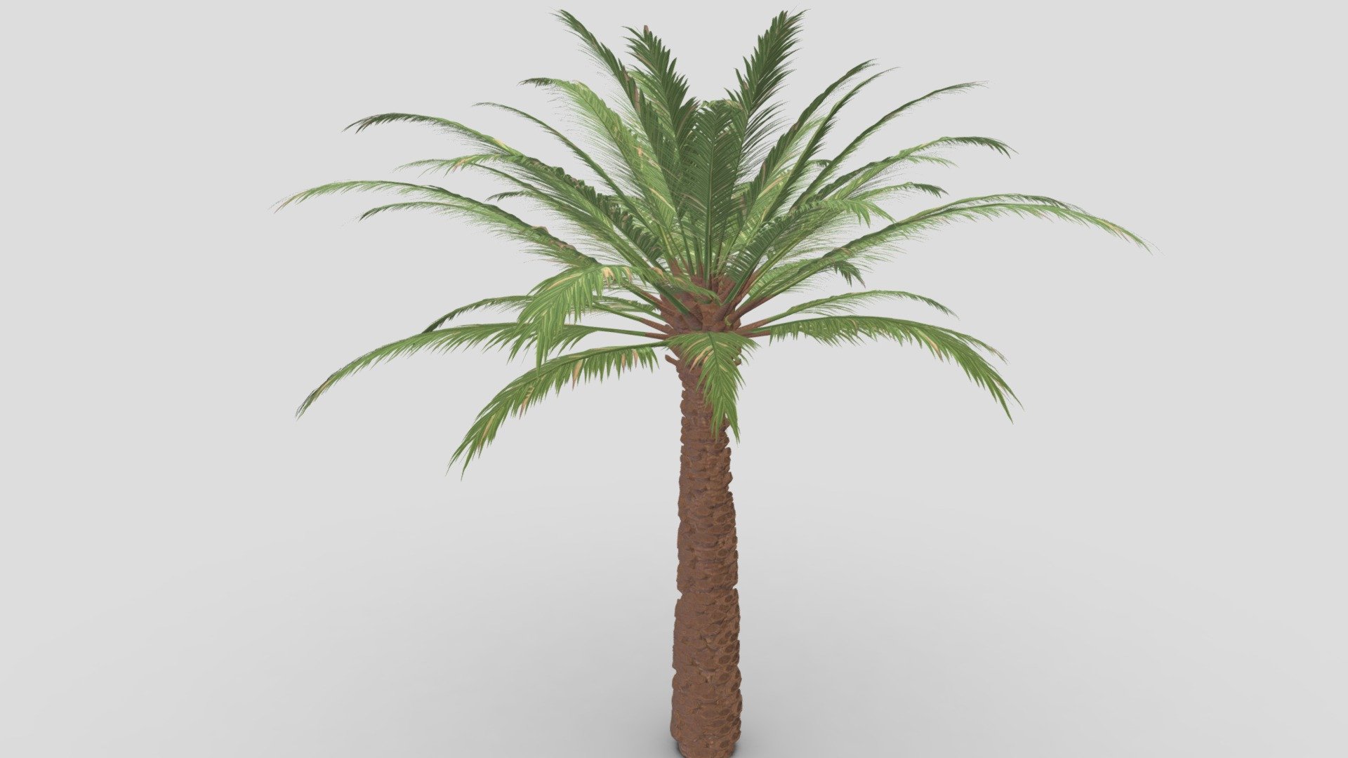 Date Tree- 02 3d model